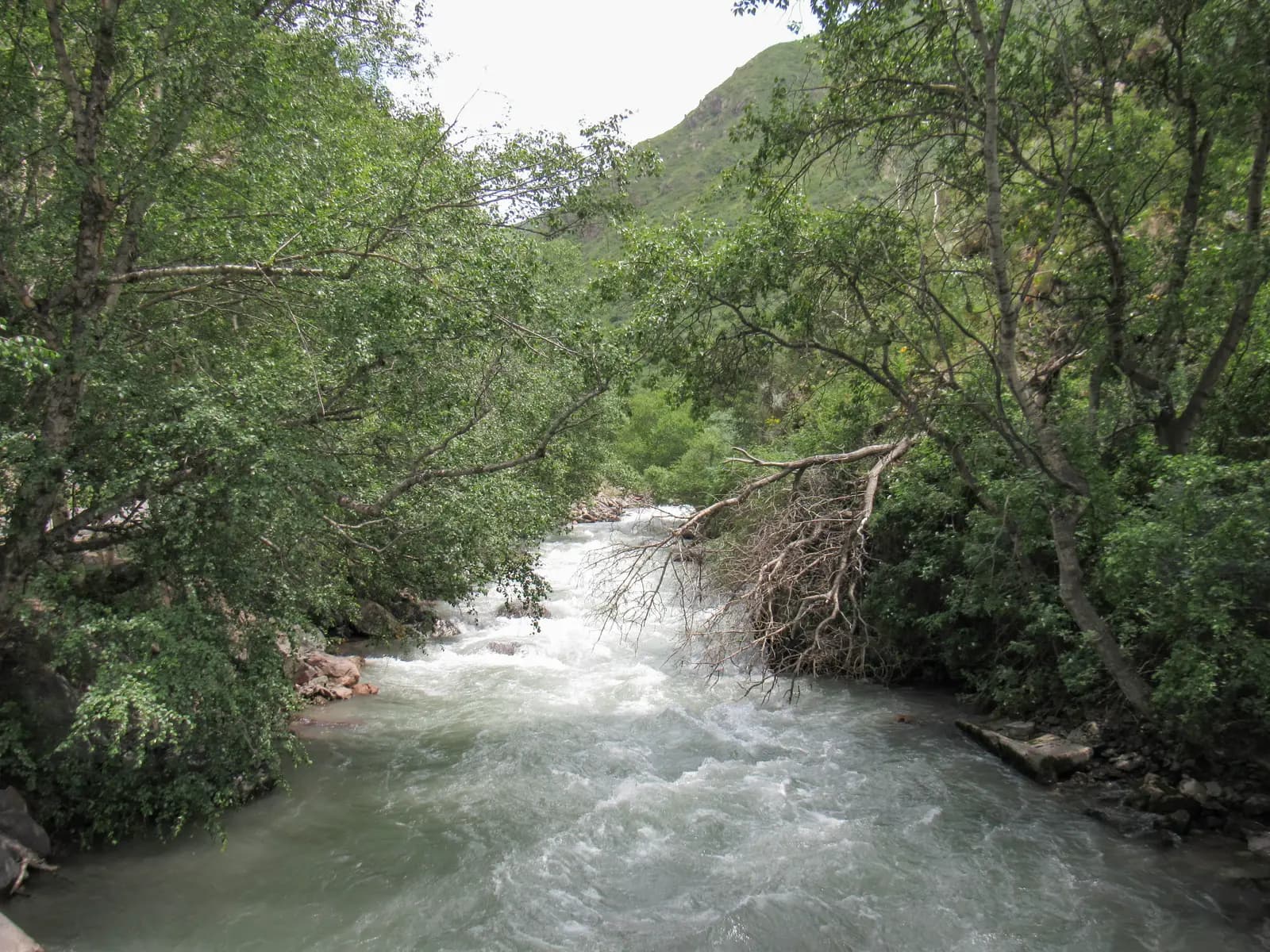 The Turgen river running fast and white between wooded banks near the mouth of the Medvezhya stream
