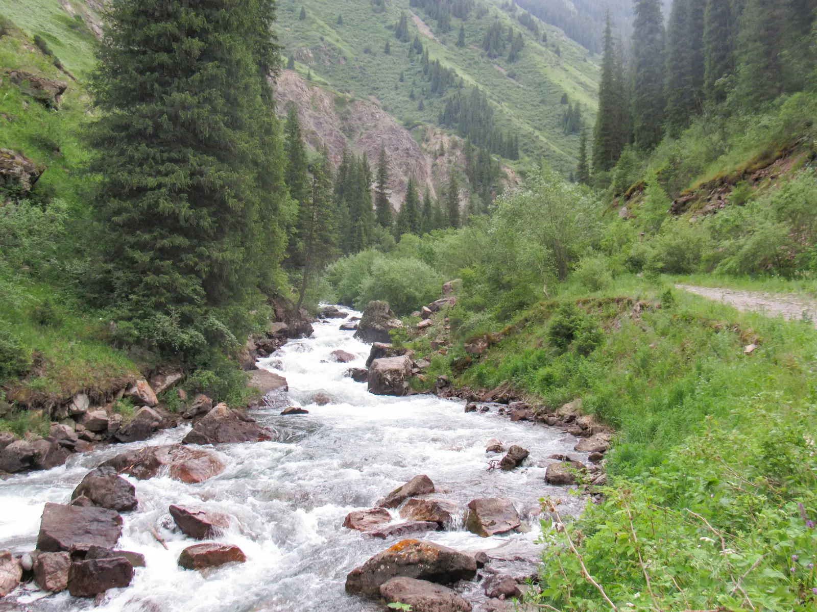The Turgen river tumbling over boulders between spruce-covered slopes in the upper gorge