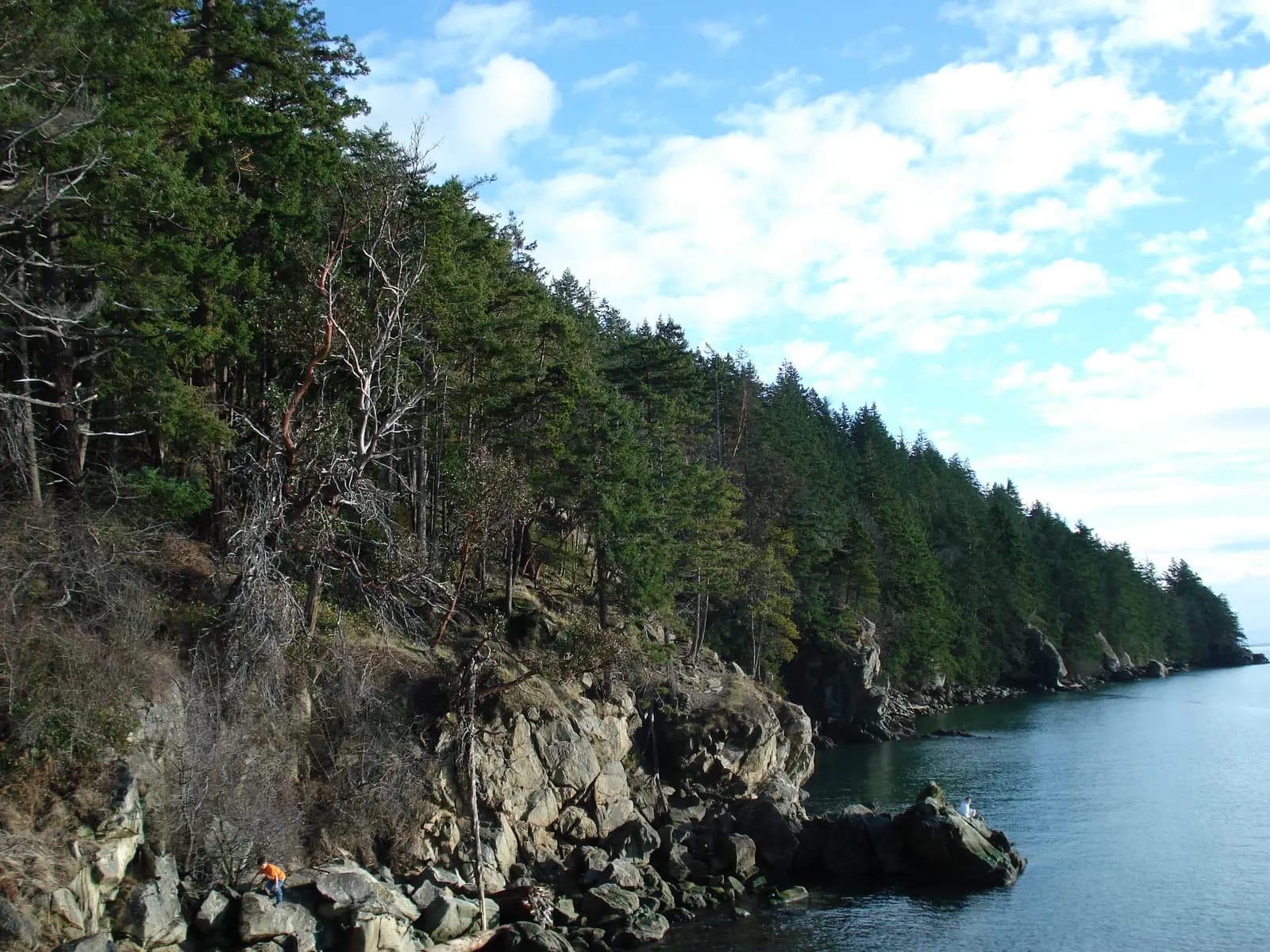 Fir trees growing down to sandstone rocks on the shore at Larrabee State Park