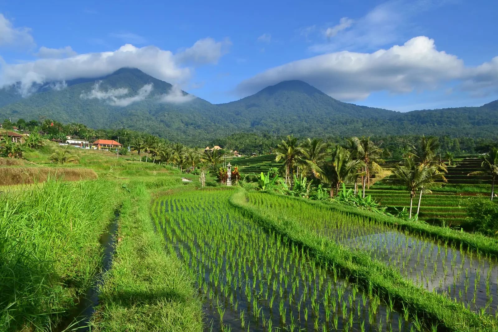 Young rice in flooded terraces at Jatiluwih, with palms, village houses and two forested peaks under cloud behind