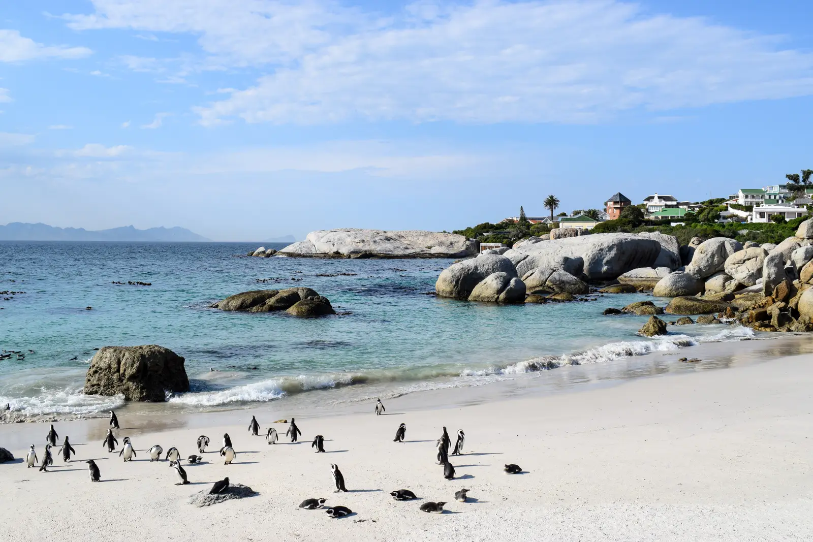 African penguins on the white sand of Boulders Beach, with granite boulders and clear water behind