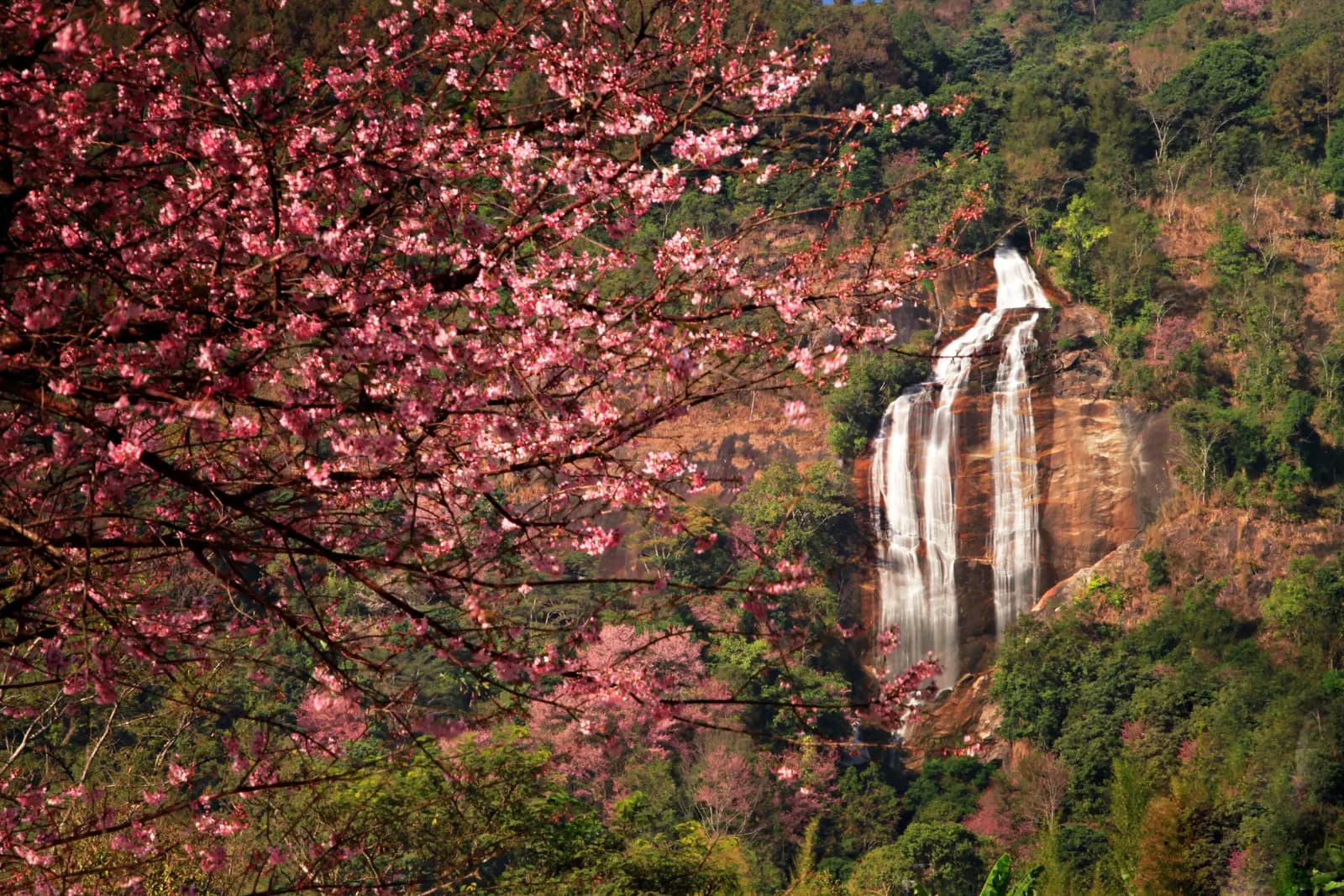 The twin streams of Siriphum Waterfall on a forested cliff, framed by pink cherry blossom