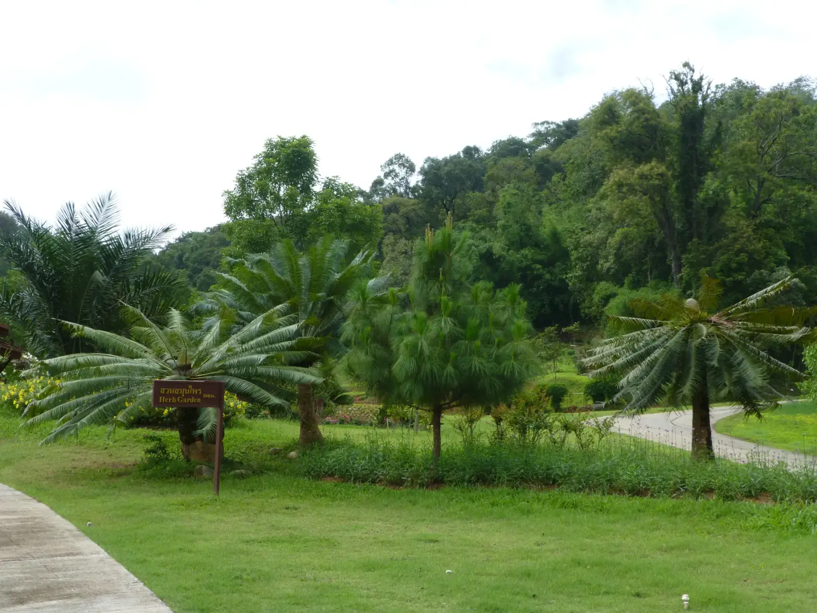 Palms and cycads along a path in Queen Sirikit Botanic Garden