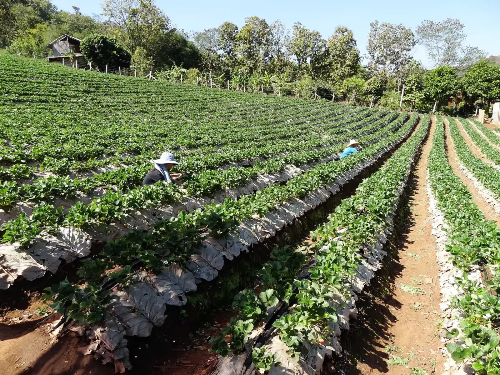 Rows of strawberry plants on a farm near Samoeng Tai