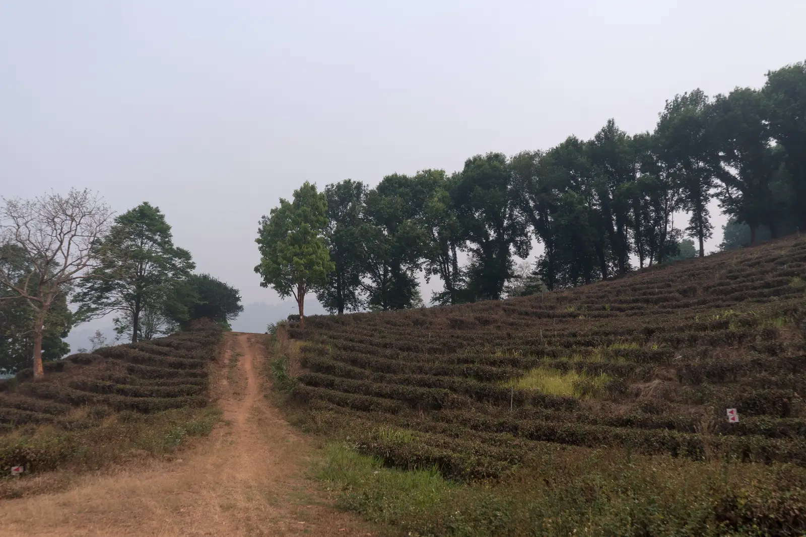 A dirt track between terraced rows of tea bushes on a hillside near Mae Salong, in hazy spring light