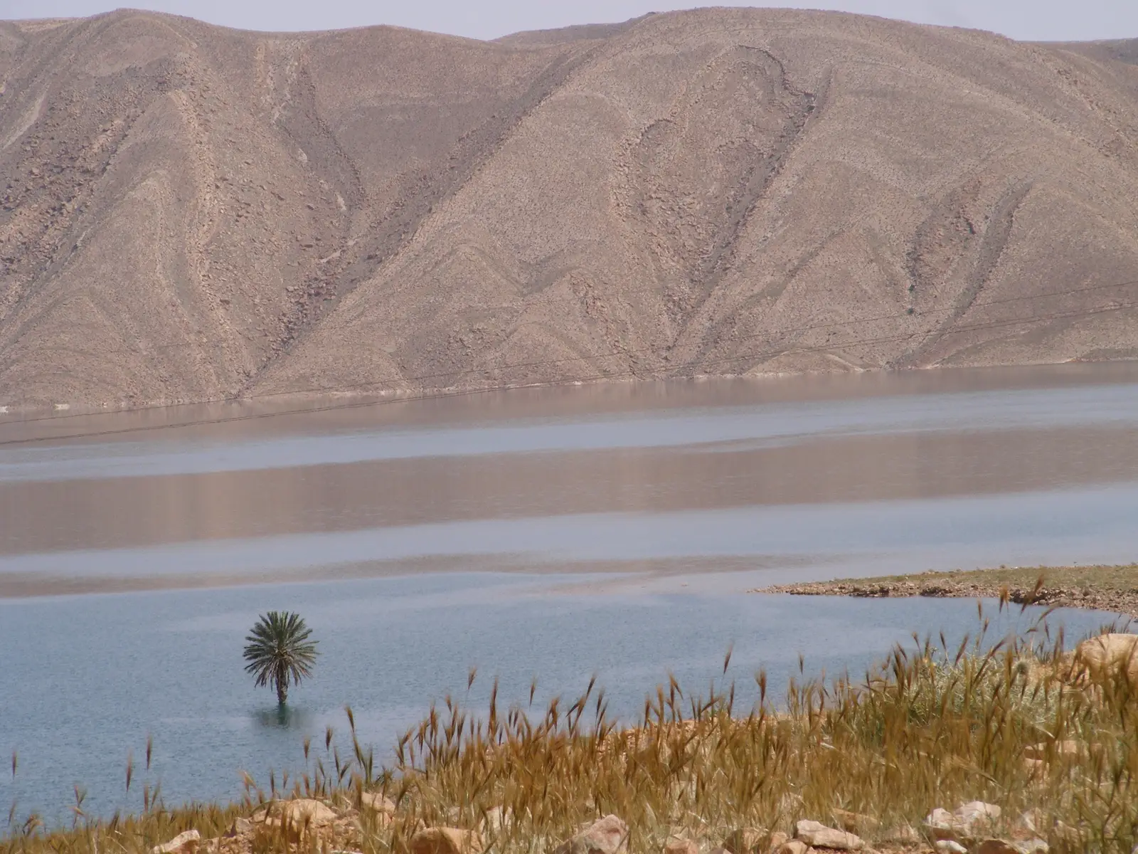 The calm water of the Hassan Addakhil reservoir below a bare brown ridge, with a lone palm standing in the shallows