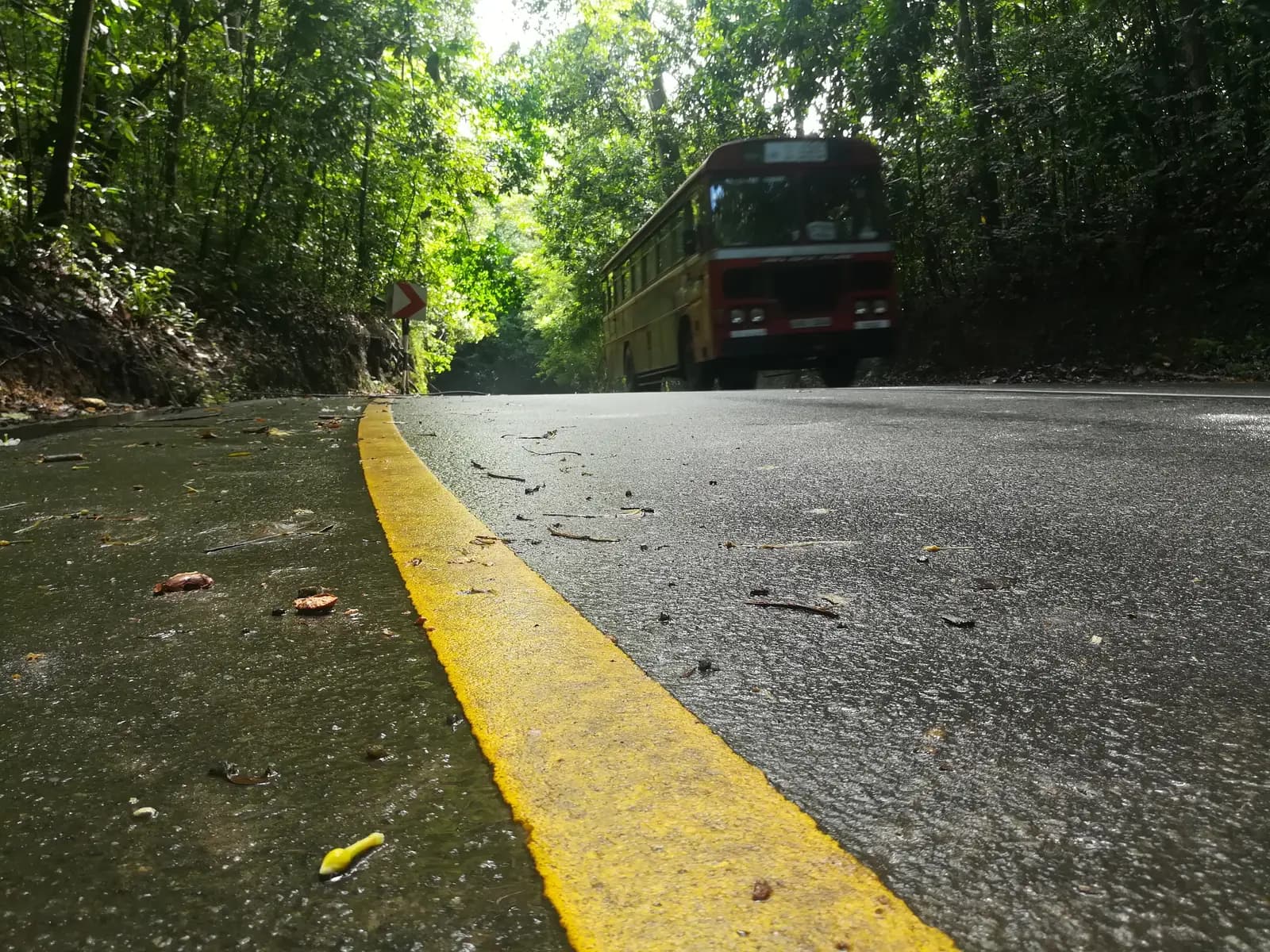 A red bus on a wet, narrow road through dense rainforest near Kottawa