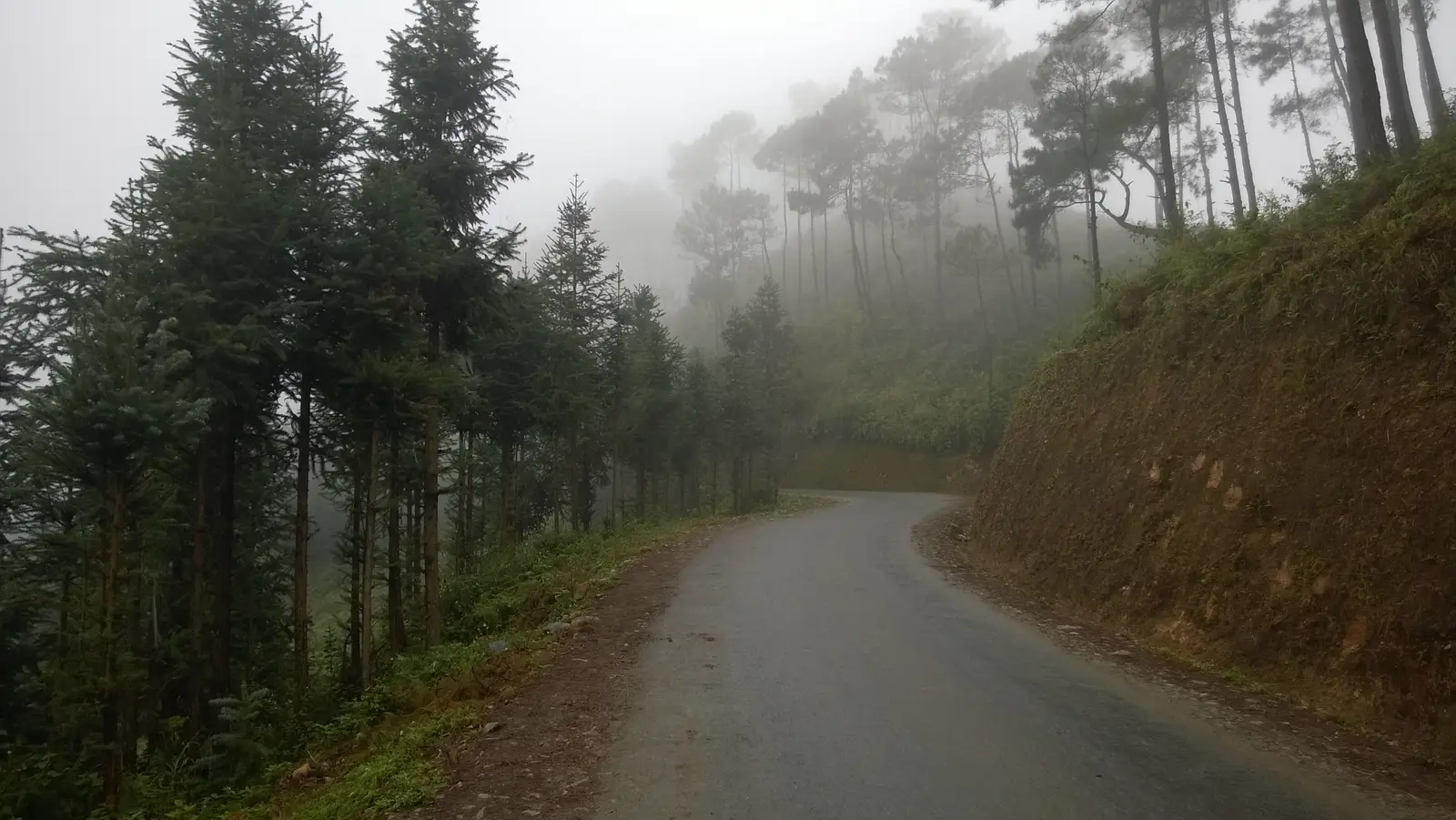 A narrow paved road running between tall pine trees in mist above Yen Minh