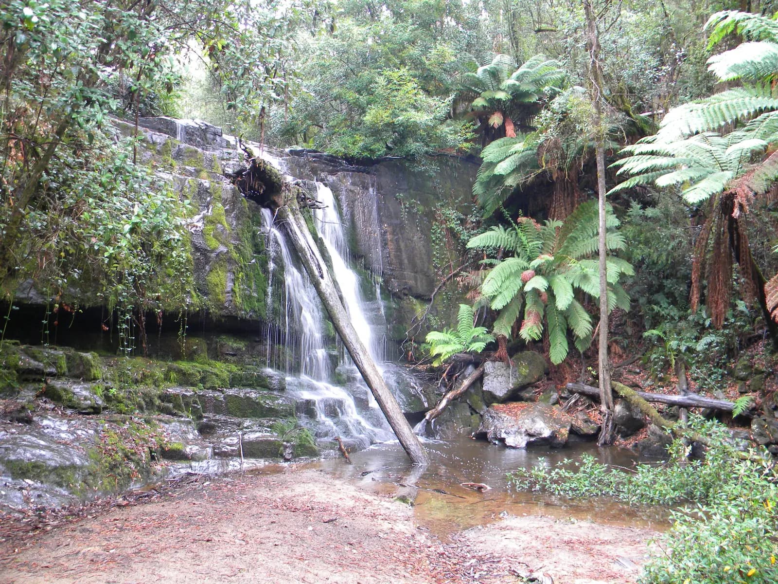 Water falling over a mossy rock ledge among tree ferns at Lilydale Falls