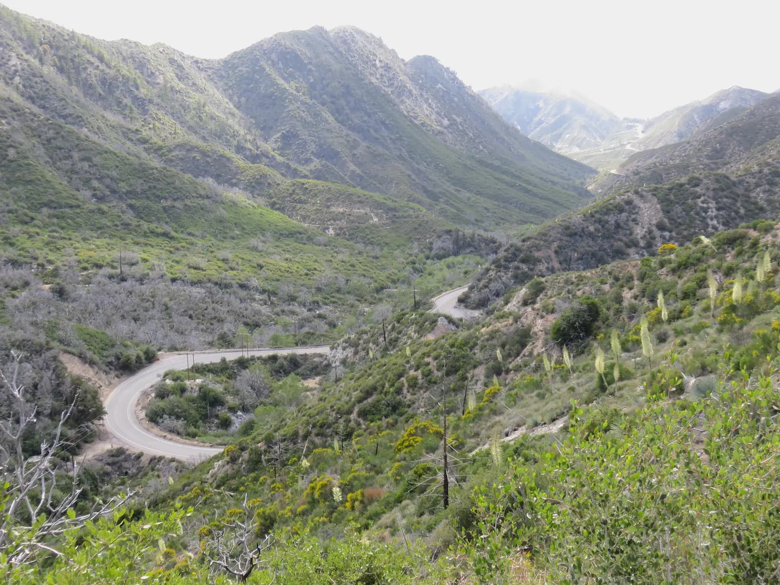 The Angeles Crest Highway curving through a green valley with yuccas in flower, just west of Red Box