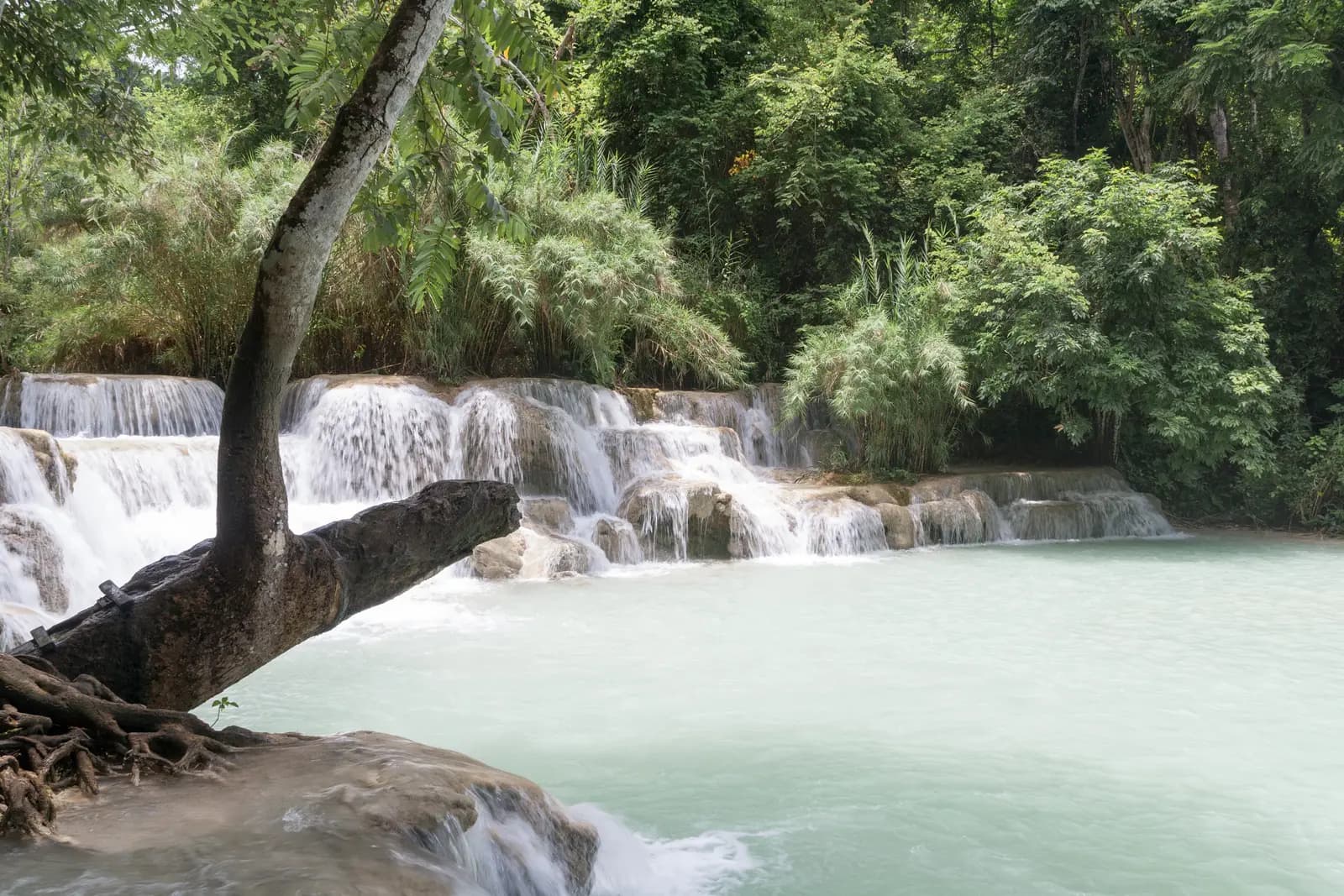 Water cascading over a limestone ledge into a turquoise pool at Kuang Si, with a leaning tree in the foreground