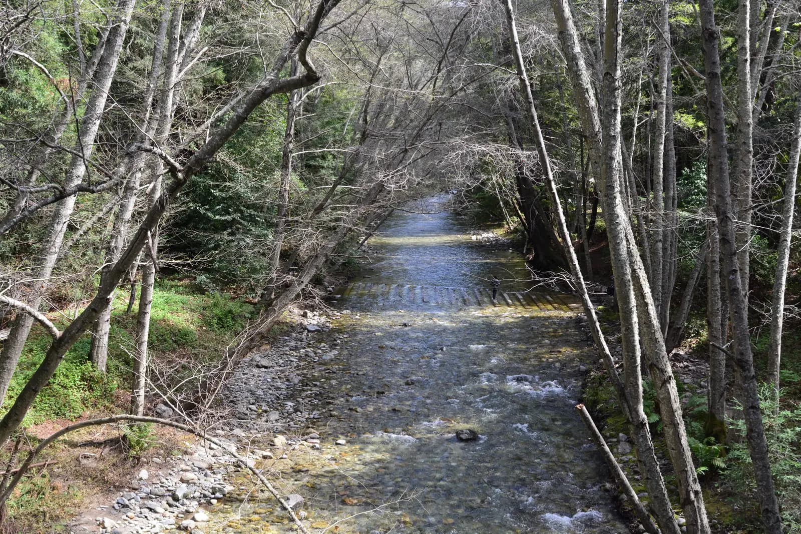 The Big Sur River running clear over stones between alders and redwoods