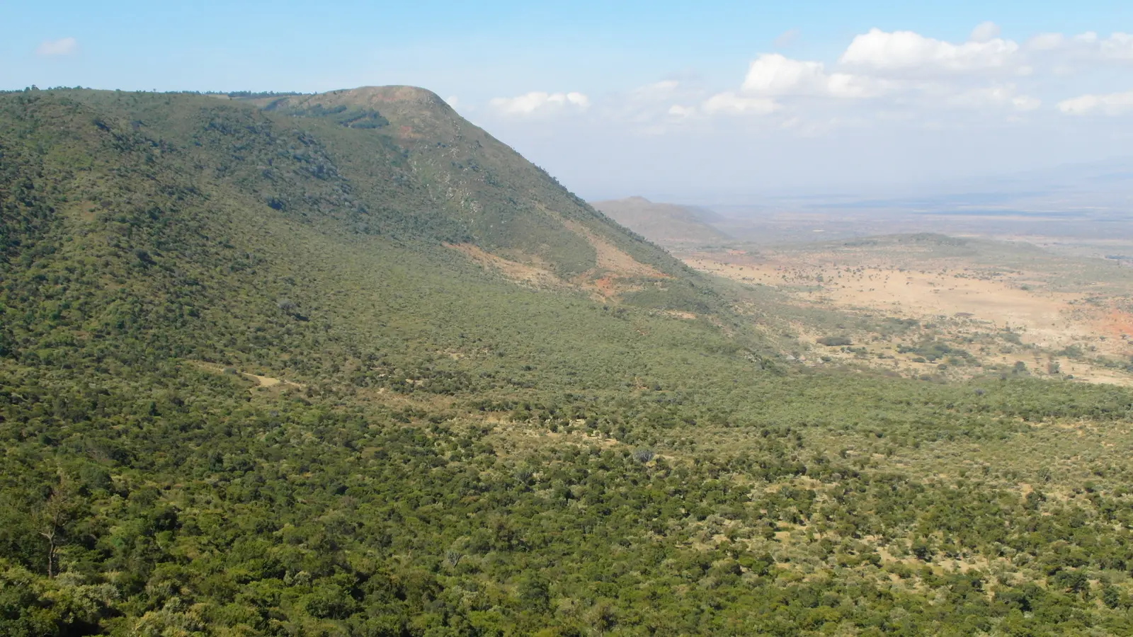 The forested wall of the escarpment falling away to the Rift Valley floor, seen from the viewpoint