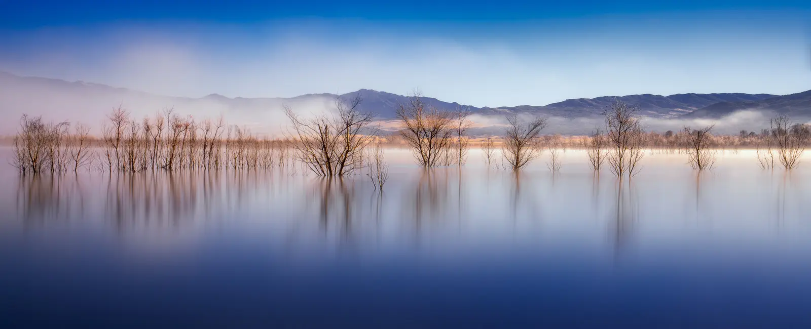 Bare trees standing in the still water of Lake Henshaw, with morning fog on the hills behind