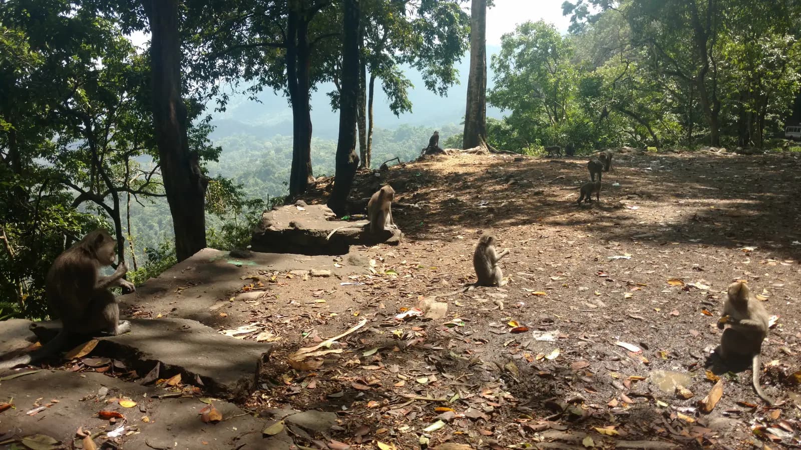 Long-tailed macaques sitting on the ground and on a low wall under tall trees at the top of the Pusuk Pass
