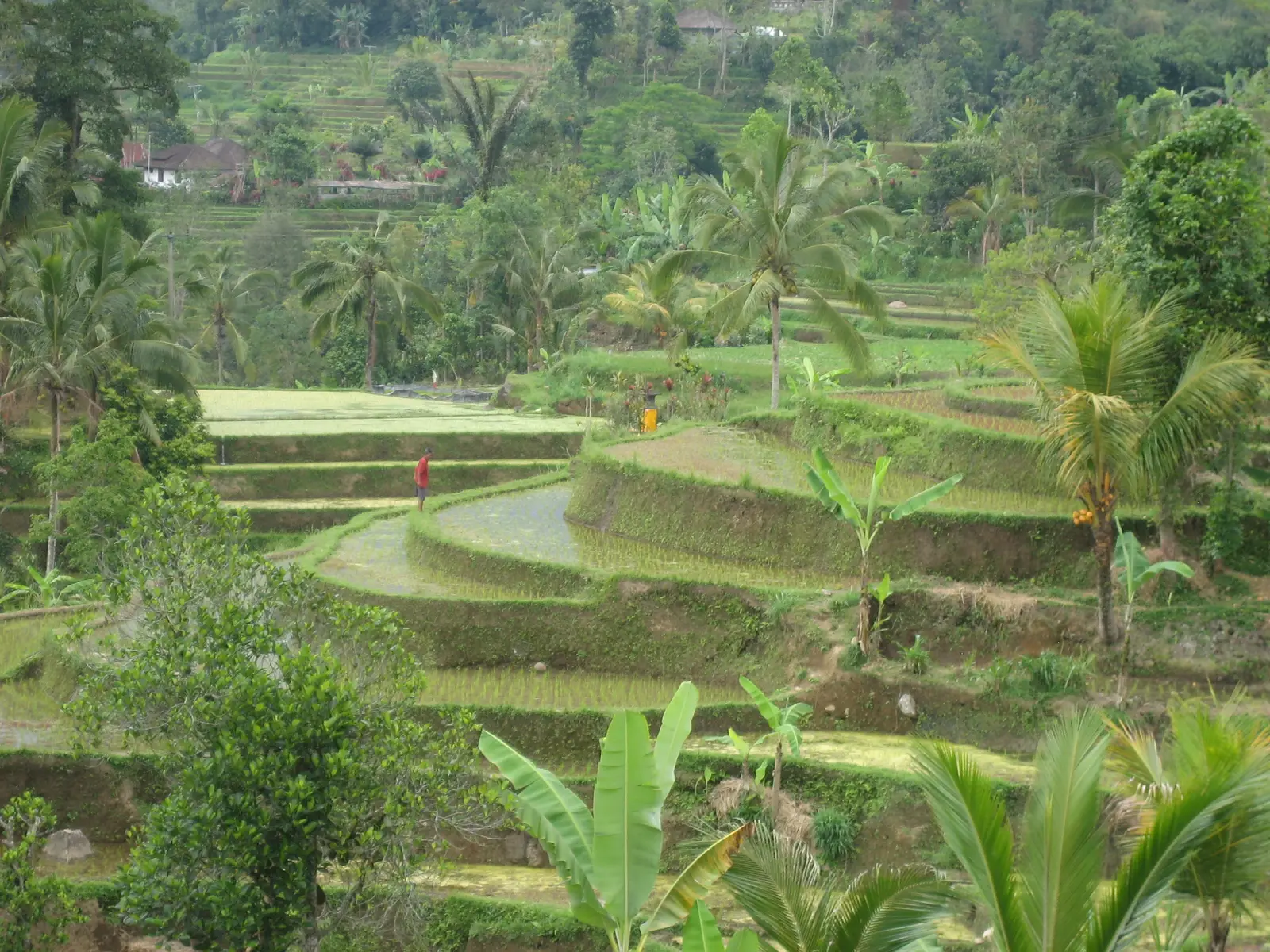 Curving green rice terraces among coconut palms and banana plants at Tegallalang